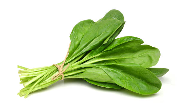 Spinach (Palak)