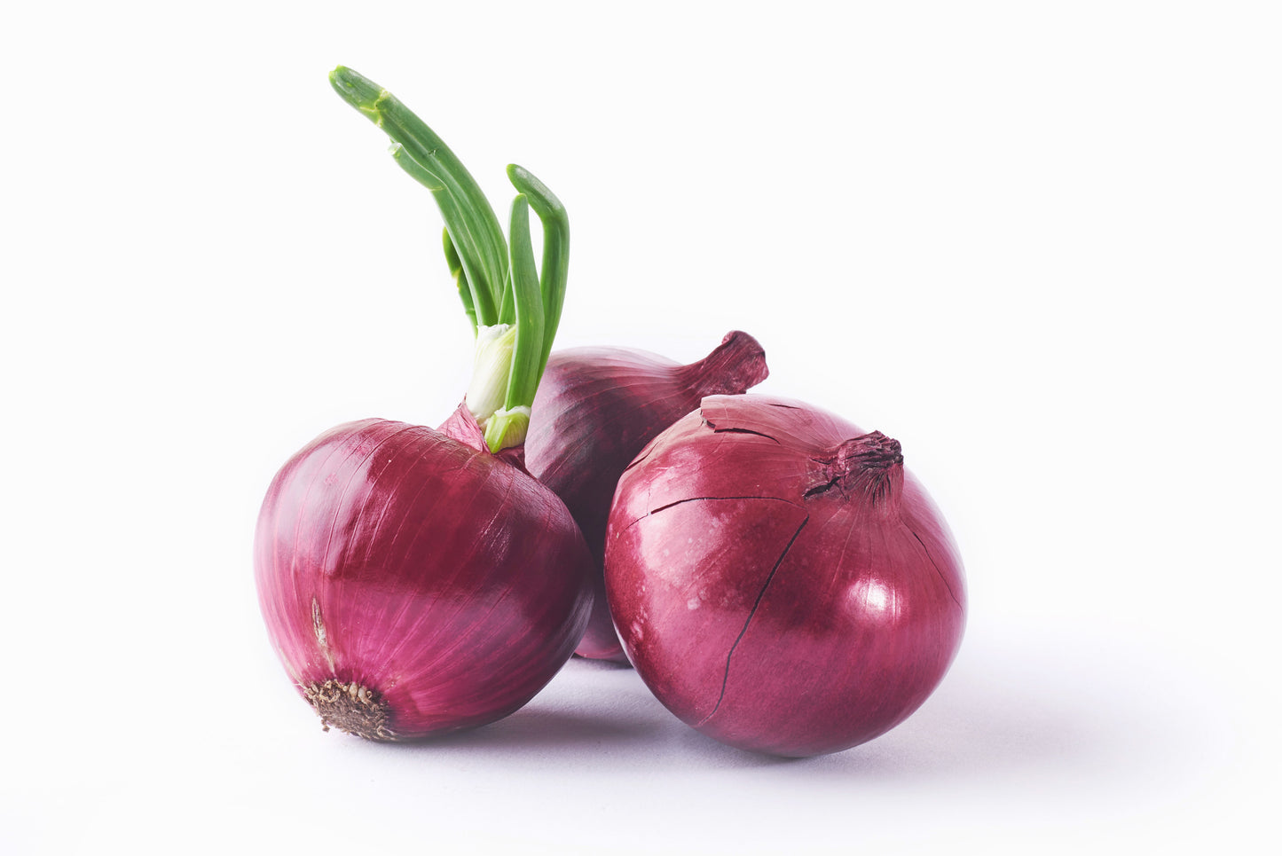 Onion (Dungdi)